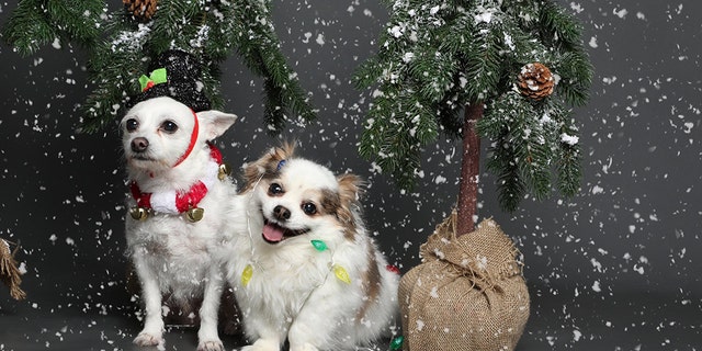 The holiday season can be overwhelming for both humans and pets, as evidenced by a small dog who was recently pictured suffering an “existential crisis” during a wintery photo shoot.