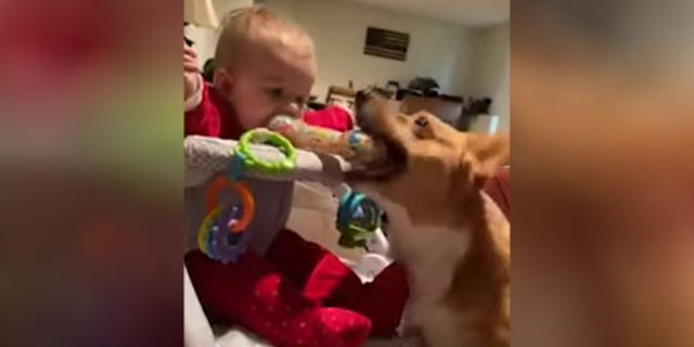Ellie, a 7-year-old corgi, apparently does not like to share.