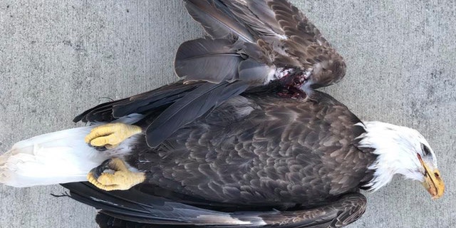 A bald eagle in Indiana was hit by a bullet and later died from its wound, officials said.