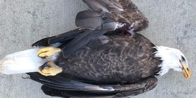 A bald eagle in Indiana was hit by a bullet and later died from its wound, officials said.