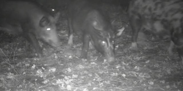 Westlake Legal Group feralhogs1 Feral hogs tearing up California park, prompting city to hire trapper to deal with 'invasive' population Travis Fedschun fox-news/us/us-regions/west/california fox-news/us/disasters/warnings fox-news/science/wild-nature/mammals fox-news/odd-news fox news fnc/us fnc article 53c53bb5-e2f4-538d-8e6d-3e40aae7c008