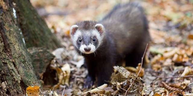 A 25-year-old man allegedly threw a pair of ferrets at cars in Harrogate, England, on Monday night.
