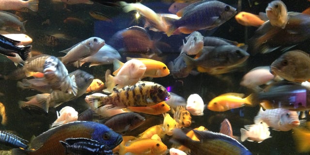 A tank full of African cichlids at the Oklahoma Aquarium in Jenks, Oklahoma.