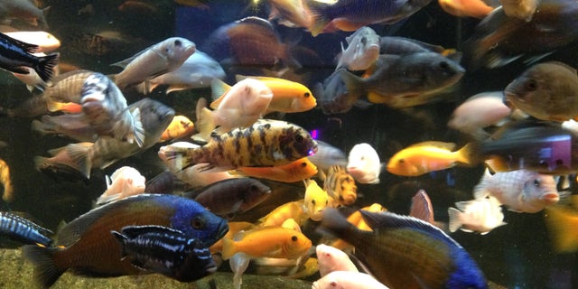 A tank full of African cichlids at the Oklahoma Aquarium in Jenks, Oklahoma.