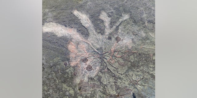 Overview of Archaeopteris in greenish overwash sediment in Cairo, New York.