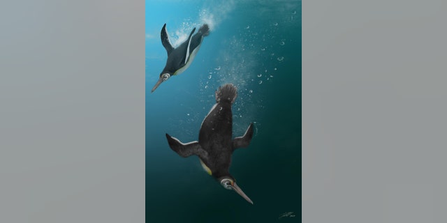This is an illustration of the newly described Kupoupou stilwelli by Jacob Blokland, Flinders University. (Credit: Jacob Blokland, Flinders University)