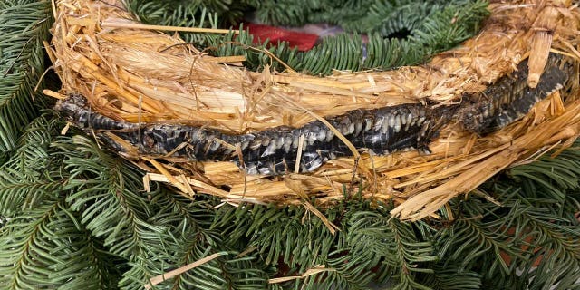 Karl Gaskell, 43, and his wife Nicki, 40, bought the holiday decoration from a supermarket and brought it home before they noticed grey scales poking out the back, along with a foul odor.