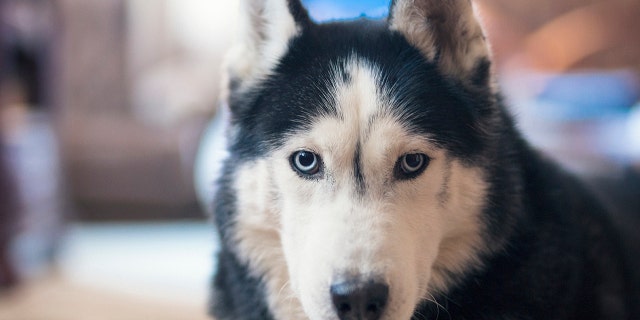 The husky was not harmed during the incident.