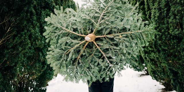 Finally, live trees are heavy. If you want a typical-sized Christmas tree, say a six-footer, together the pot, soil and tree will weigh 250 lbs. or more. Add a little water and moving it will be about as much fun as hefting a piano.