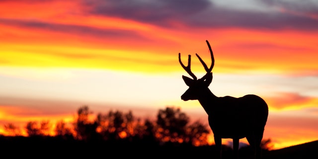 The Missouri Department of Conservation (MDC) announced the preliminary results for the recent 2021-2022 deer hunting season were slightly lower than last year's, but it was still higher than the five-year average.