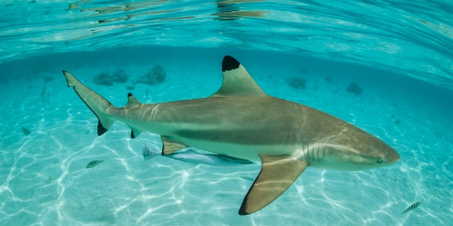 A stock image of a blacktip shark, a species of requiem shark.