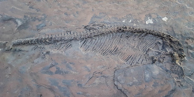 A dog walker was left stunned when his pooches led him over to a bone while walking on the beach - and accidentally discovered a 65-million-year-old ichthyosaur skeleton. (Credit: Caters News Agency)