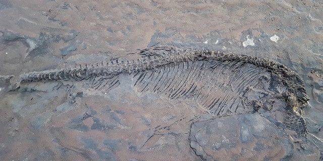 A dog walker was left stunned when his pooches led him over to a bone while walking on the beach - and accidentally discovered a 65-million-year-old ichthyosaur skeleton. (Credit: Caters News Agency)