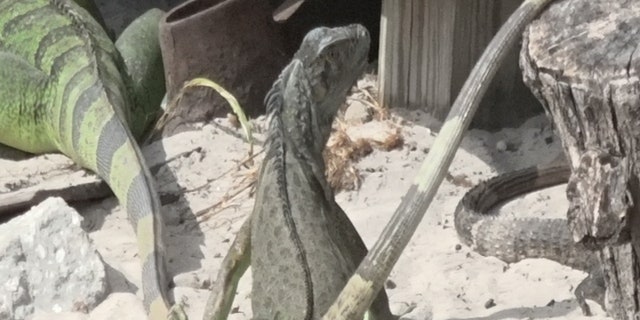 Trappers say they use special equipment to capture up to a hundred iguanas each day.