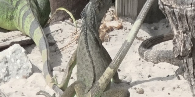 Trappers say they use special equipment to capture up to a hundred iguanas each day.