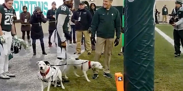 Roxy and Remi accompany cornerback Josh Butler during Senior Day pre-game introductions at Michigan State Saturday night. Butler adopted the dogs after the loss of his parents in an 18-month span.
