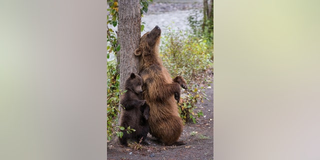 A mama bear teaches her cub to scratch its back on a tree near the Taku River in North British Columbia, Canada. (Credit: SWNS)