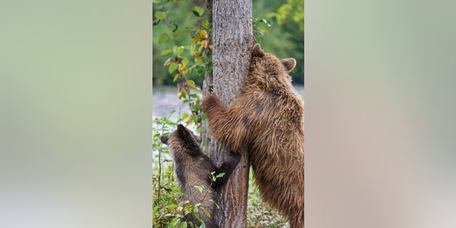 This is the adorable moment a mother bear shows her young cub how to scratch its back against a handy tree. (Credit: SWNS)