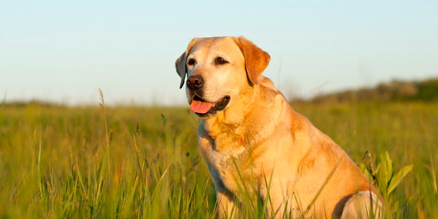 The most popular dog breed in the U.S. is the Labrador retriever.