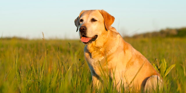 National Dog Day 2022: 10 fun facts about our furry friends The most popular dog breed in the U.S. is the Labrador retriever.