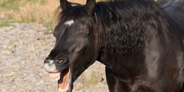 This is the hilarious moment a horse looked like it was hysterically laughing in a field. With its eyes closed and head bowed, the horse flashes its teeth at photographer Paul Williams while in a field in Cumbria. (Credit: SWNS)