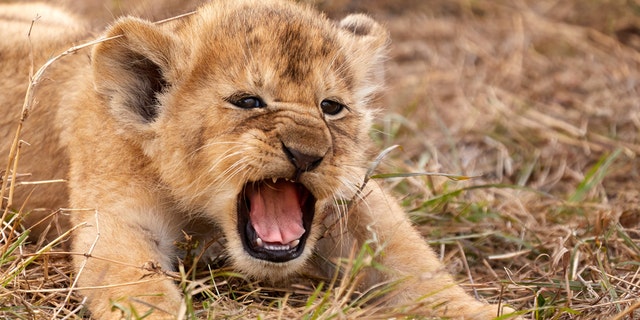 A little lion cub just weeks old has his first big roar in Serengeti National Park, Tanzania. (Credit: SWNS)