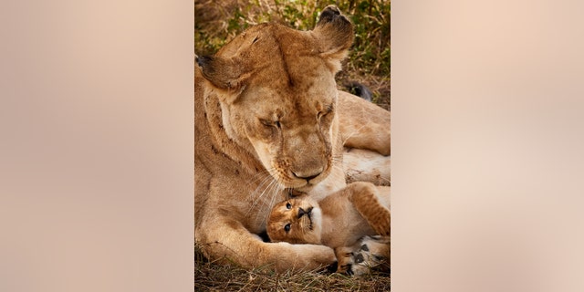 Photographer Paul Mahagi said the days-old cub looked like Simba from the classic Disney film the