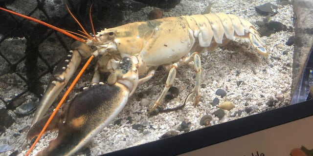 An ultra-rare albino lobster has gone on display after being caught off the Yorkshire coast. (Image via SWNS)