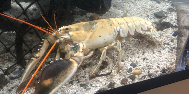 An ultra-rare albino lobster has gone on display after being caught off the Yorkshire coast. (Image via SWNS)