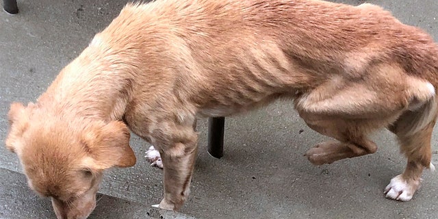 Jack Jokinen says this malnourished 9-year-old dog simply walked inside his house in Philadelphia on Saturday morning.