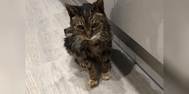 John and Jude Kinloch were amazed when their beloved cat, Tabs, was returned to them after going missing six years ago. Unfortunately, their joy was short-lived.