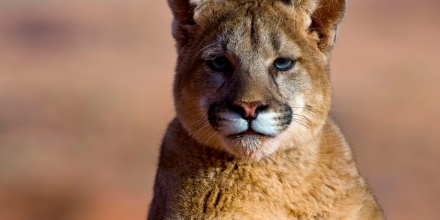 Mountain Lions in the mountains of Montana, United States