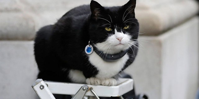 Palmerston returned to the United Kingdom's Foreign Office on Monday after a six-month hiatus used to recover from weight gain and stress.