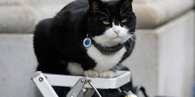 Westlake Legal Group palmerston-1-AP Palmerston, British Foreign Office's resident cat, returns after 6-month recovery for weight gain, stress Nicole Darrah fox-news/world/world-regions/united-kingdom fox-news/world/world-regions fox-news/science/wild-nature/mammals fox-news/lifestyle/pets fox news fnc/world fnc dfcf8191-36d1-526f-a8b8-0ba02b6fd862 article