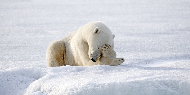 A series of amusing photos of the relaxed bear were captured by photographer Paul Williams on a lake south of the Arctic circle. (Credit: SWNS)