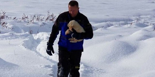 The puppies were spotted living inside a sheep carcass.