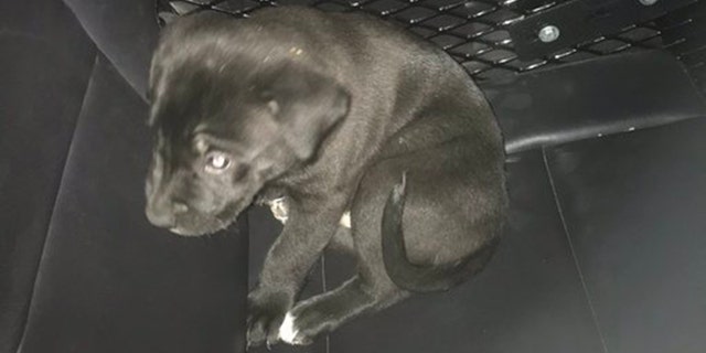 Pueblo police were called to a gas station Sunday morning after a man, who was allegedly high on methamphetamine for the first time, threw a puppy in a car with a woman and her daughter. (Pueblo Police)