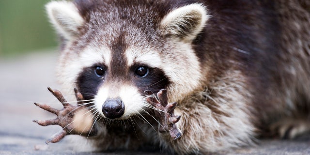 A raccoon who apparently drank some mulled