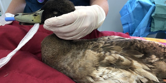 Dave the duck reportedly was trying to have sex multiple times a day.