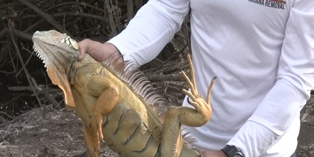 Biologists say these iguanas chew through power lines, causing power outages, and they destroy sea walls.