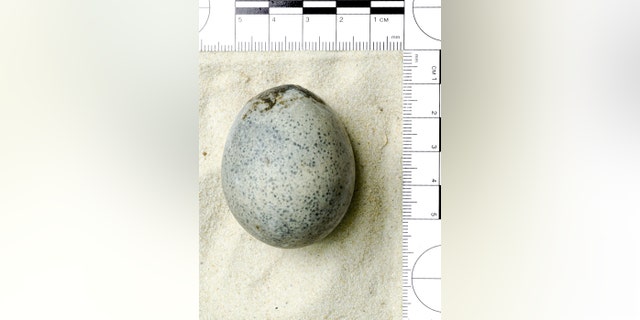 This egg was cast into a watery pit, possibly as part of a Roman funeral rite. (Credit: SWNS)