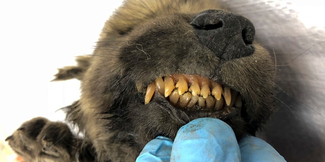 This is a handout photo taken on Monday, Sept. 24, 2018, showing a 18,000 years old Puppy found in permafrost in the Russia's Far East, on display at the Yakutsk's Mammoth Museum, Russia. Russian scientists have presented a unique prehistoric canine, believed to be 18,000 years old and found in permafrost in the Russia's Far East, to the public on Monday, Dec. 2, 2019. (Sergei Fyodorov, Yakutsk Mammoth Museum via AP)