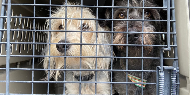 Police in Oakland, Calif. recovered dozens of dogs from a transport van Monday morning after the vehicle was stolen in Fremont.