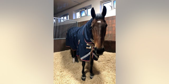Jake the police horse, pictured, reportedly refuses to “giddy up” without his daily teacup, his trainer claims.