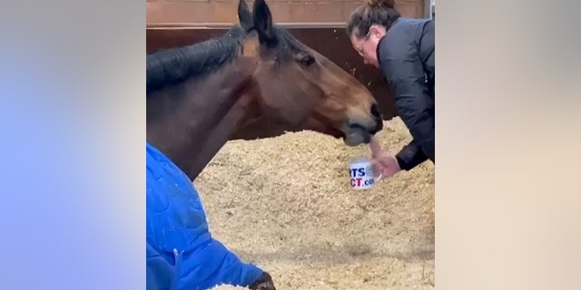 "I'd definitely describe Jake as a horse with a lot of character," trainer Lindsey Gaven said.