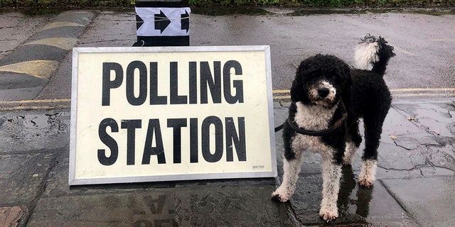 Henry the labradoodle, pictured here waiting outside a polling station in Bristol, England, on Thursday is one of many pups joining their owners as they vote in Britain's general election.
