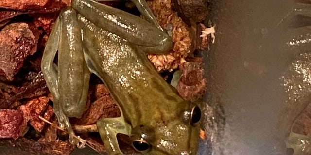 A frog found hiding in a bunch of bananas is thought to have traveled all the way from Ecuador, before being collected by the RSPCA at a supermarket in Northampton. 