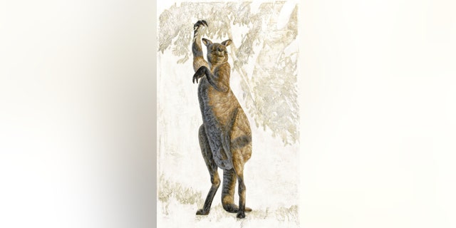 The Pleistocene kangaroo Procoptodon goliah the most extreme of the short-faced kangaroos, was the largest and most heavily built kangaroo known. It had an unusually short, flat face and forwardly directed eyes, with a single large toe on each foot (reduced from the more normal count of four). Each hand had two long, clawed fingers that would have been used to bring leafy branches within reach. (Credit: Centre of Excellence for Australia Biodiversity and Heritage.)