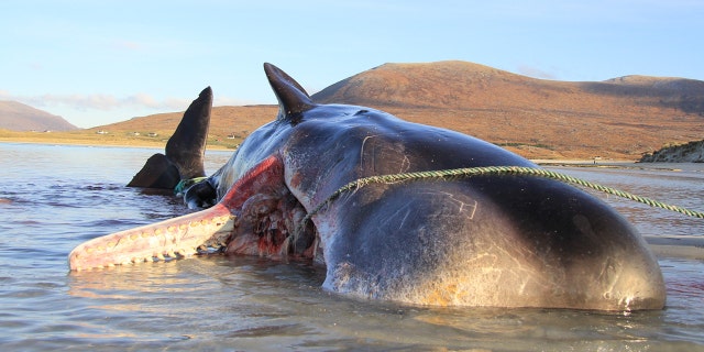 A sperm whale that stranded and died on the shores of an island in Scotland had a 220-pound ball of trash inside its stomach.