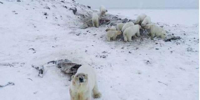 WWF: Dozens of Polar Bears Descend Upon Russian Town